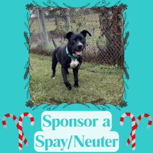 Sponsor a Spay/Neuter On Behalf of Elmer
