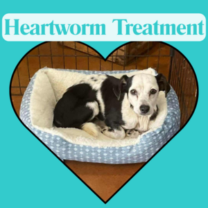 Fund Lifesaving Heartworm Treatment