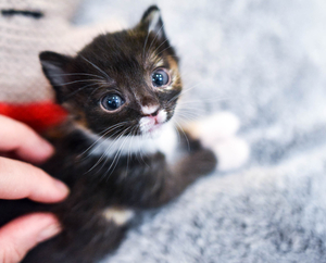 Teeny. Tiny. Cute. Cuddly… and Fragile!