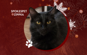 2026 Holiday Auction Spokespet