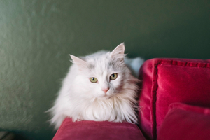 Whiskers or Woofs Photo Session