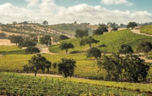 Experience the Magic of Paso Robles Wine Country