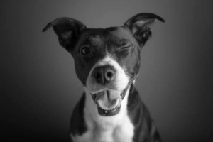 Pets Are Family Too!