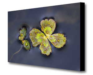 The Print Lab Custom Printed Canvas 16x20