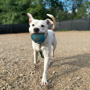 Help Microchip Shelter Pets