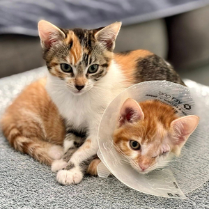 Help  Injured Shelter Dogs and Cats