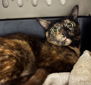 Support Felines that Call Your Neighborhood 'Home'