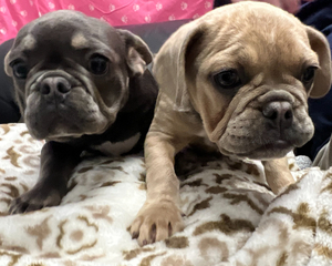 Our Puppies Need Your Help