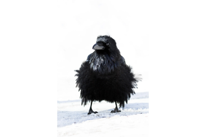 Fluffy Raven - 30" x 45" Gallery Wrapped Canvas