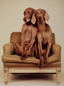 Signed William Wegman Print