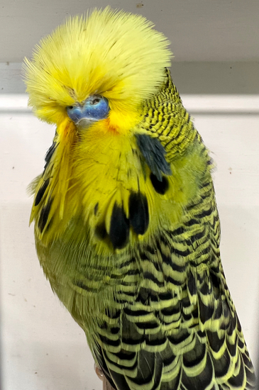 Jupp & Scheerer November 2025