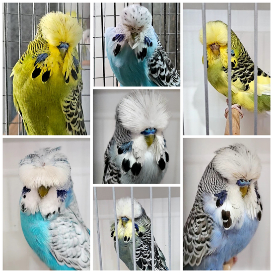 Eric whitton budgerigars
