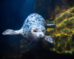 Alaska Sea Life Center Tour- 4 Adults