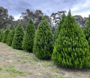 Montrose Christmas Farm – Fresh Christmas Tree