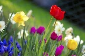 Flowers s300