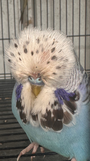 Elmir Master Crest Maheer {Elmir Family}