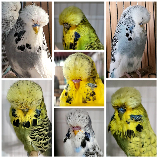 Russell Woods Sale birds