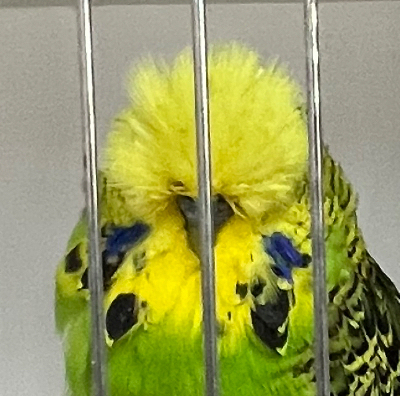 Sin budgies