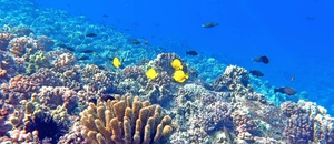 Maui Classic Charter Four Winds Snorkle Trip