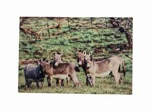 "Ohana" – A Tribute to Our Waikoloa Neighbors