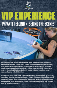 VIP Experience at Sea Turtle Inc