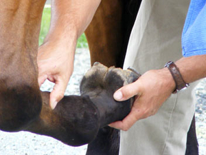 Lameness Exam with Jeff Beshear, DVM