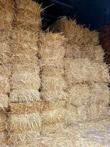 195 - 25 Bales of Straw (all 25)