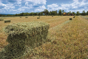 251: 25 Bales of Hay-all 25