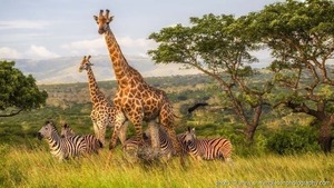South African Photo Safari for Two