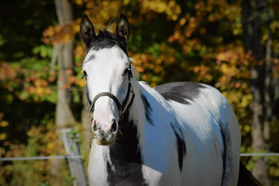Double Creek Farm for the estate of Deborah Day