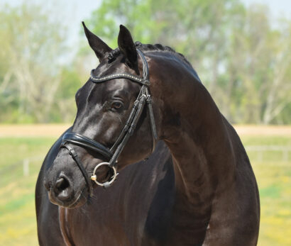 New England Dressage Association