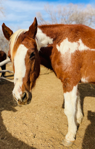 Sponsor a Happy Rascal