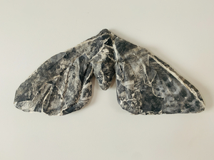 Bogong moth - charcoal