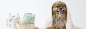 Bow Meow Pet Grooming Boutique