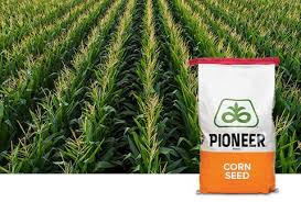 197 Seed Corn