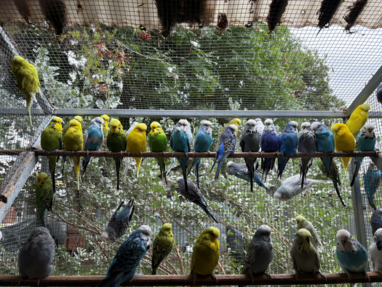 Whitney & Harris Budgerigars