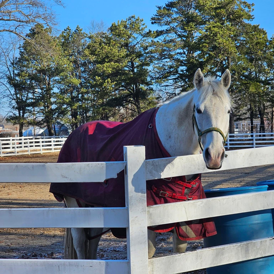 LaDawn Quarter Horses Therapeutic Riding Center