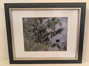Framed Eagle Photo