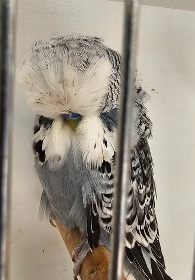 DT1 budgies