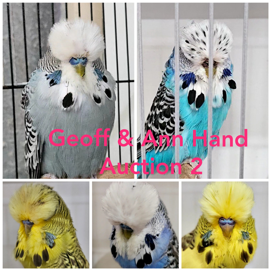 Geoff & Ann Hand Reduction sales