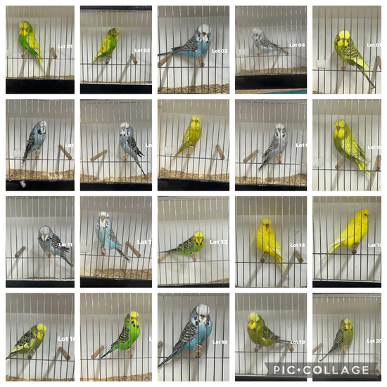 SIN-BUDGIES