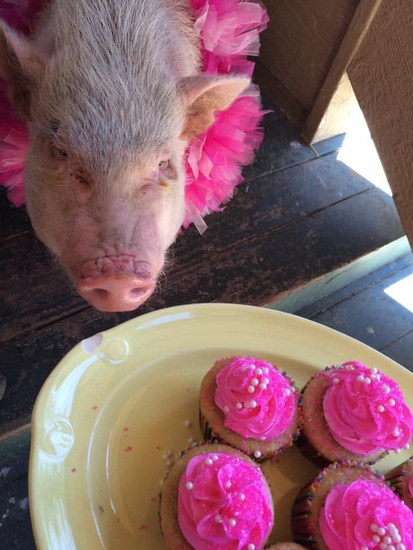 Harvest Home Animal Sanctuary
