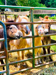 Mini Horses Birthday Party Visit