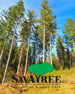 SavATree – 6’ Colorado Spruce Tree