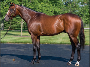 Halter Worn by Leading Sire Constitution