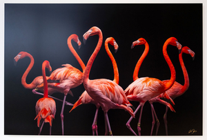 American Flamingos (Phoenicopterus Ruber Ruber)