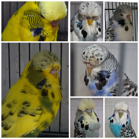 Russell Woods Sale birds