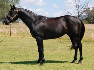 Service fee to stallion  Binnia Impressive Destiny