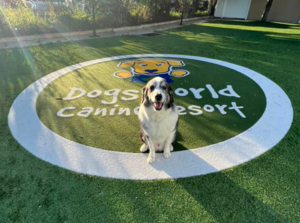 A51 - Canine Spa Weekend