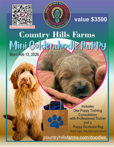 Item #010 LIVE AUCTION - Mini Goldendooodle Puppy
